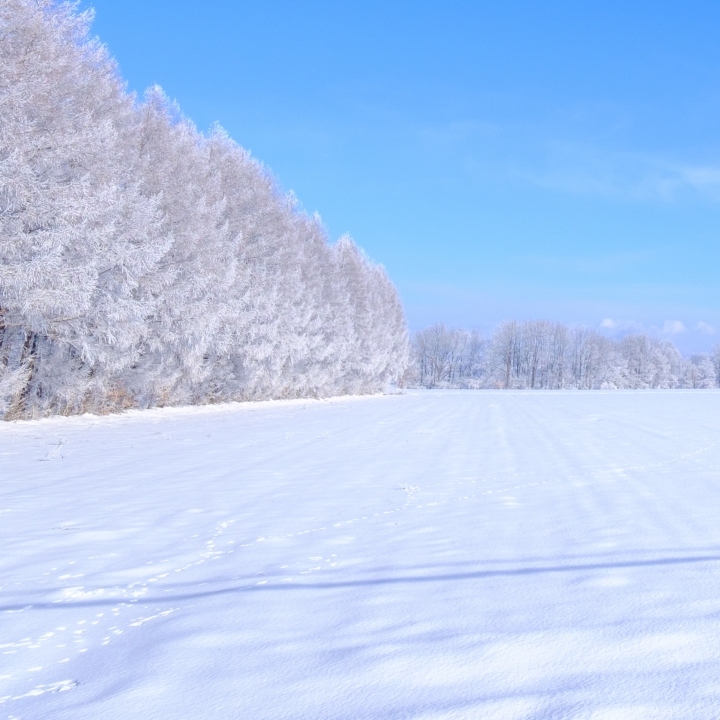 北海道の冬を楽しもう！